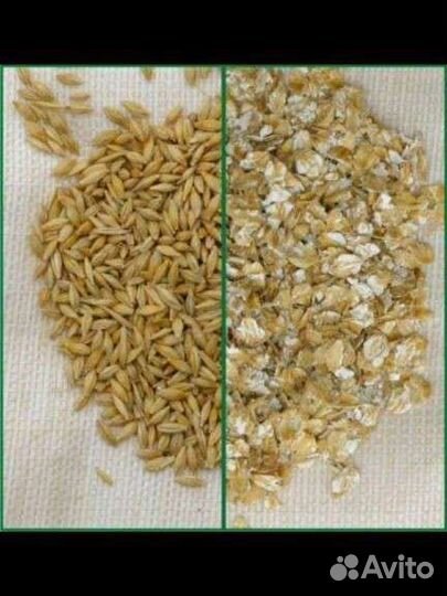 Корма для животных