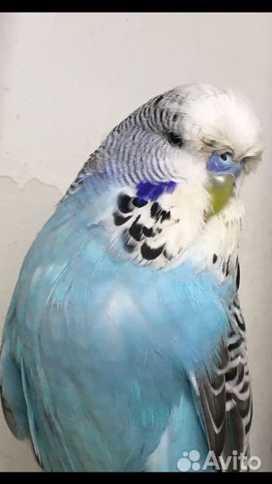 Выставочный Волнистый Попугай.чех,ввп