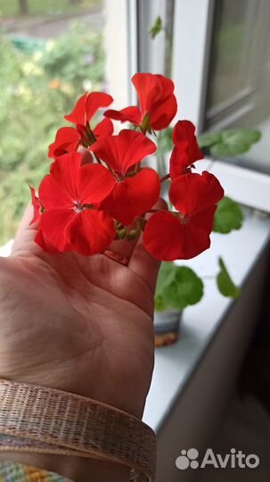 Пеларгония зональная Брайт Дей красная