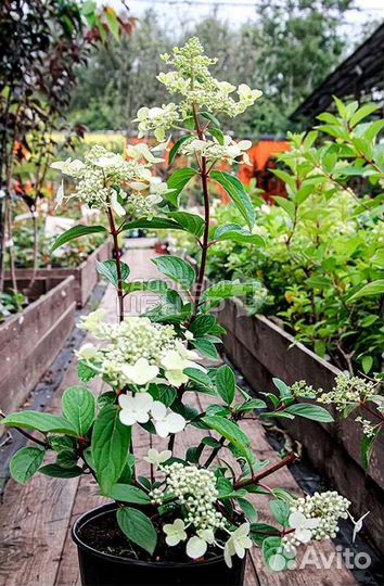 Гортензия Метельчатая микс С5/50-70