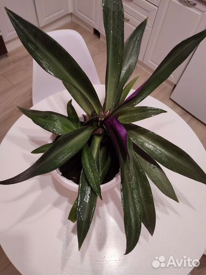 Традесканция рэо