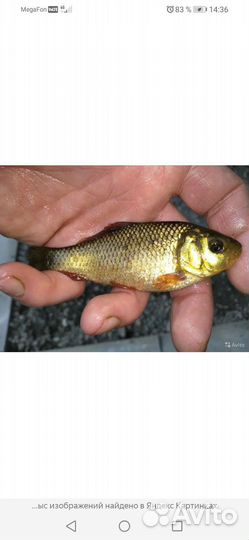 Рыба в пруд