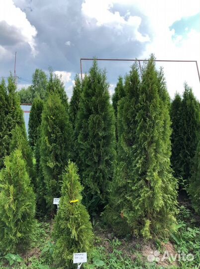 Туя Колумна Западная 1,4-1,6 м