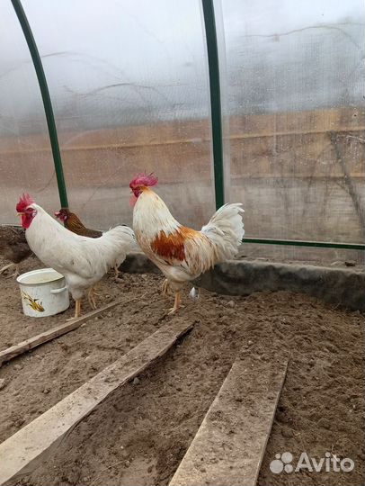 Молодые петушки