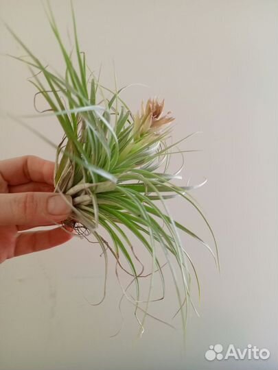 Теландсия атмосферный цветок