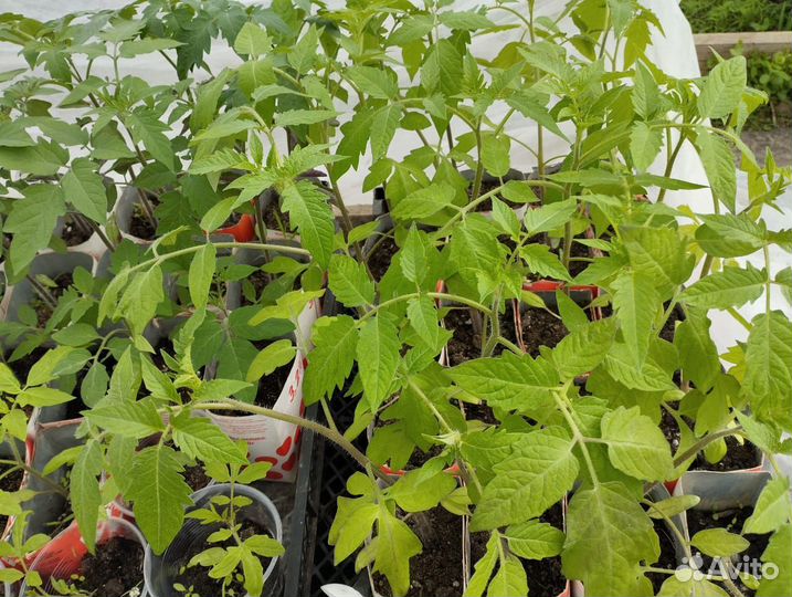 Рассада помидор и перцев