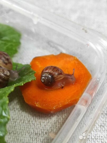 Улитки ахатины