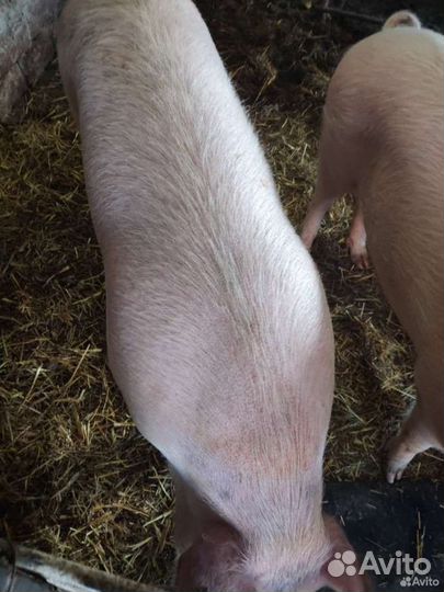 Хряк ландрас