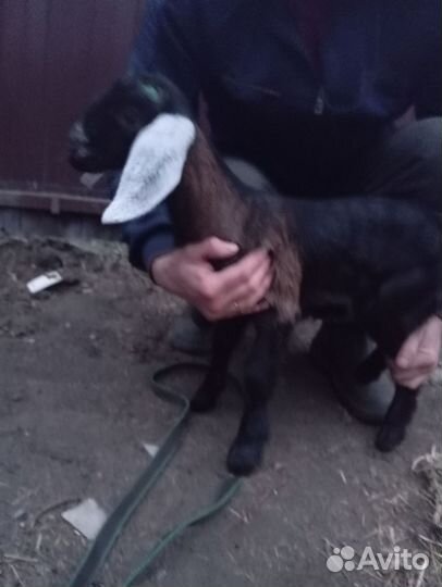 Нубийские, камори козы