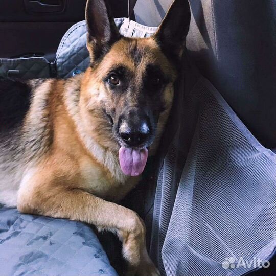 Такси для животных, зоотакси туапсе