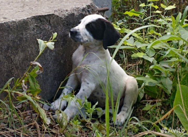 Щенки метисы бесплатно