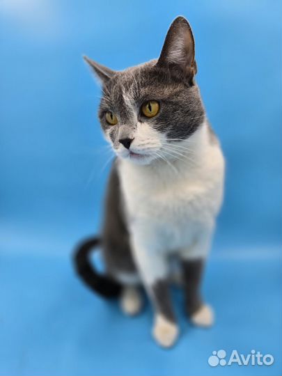 Большой кот Федя в добрые руки