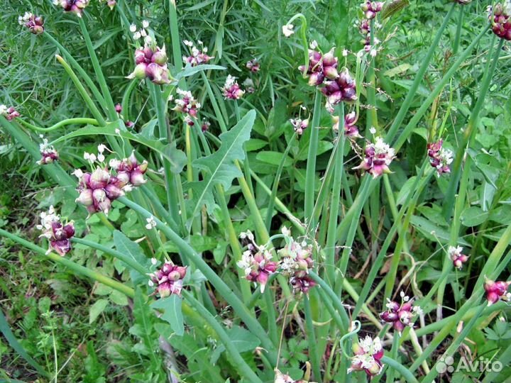 Многоярусный лук