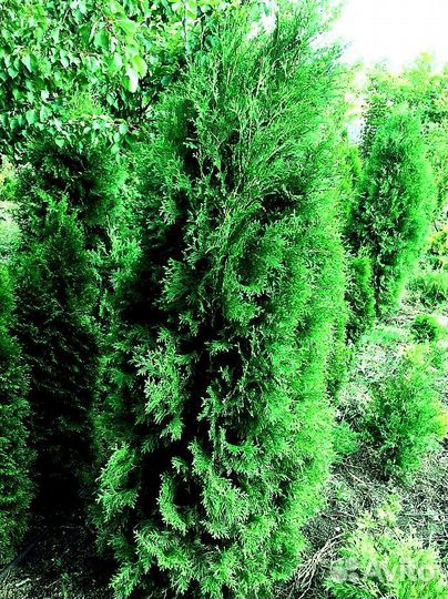 Высокая туя на участок Колумна