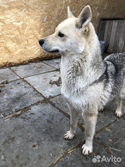 Собака меньше среднего в добрые руки