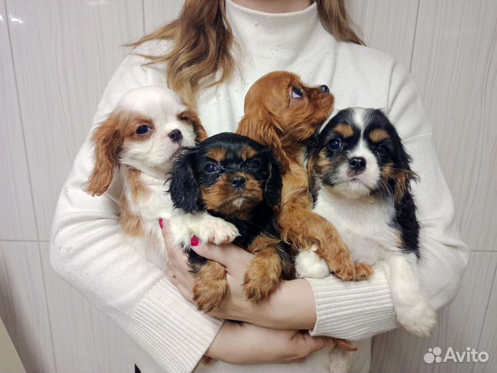 Собачка кавалер кинг щенки