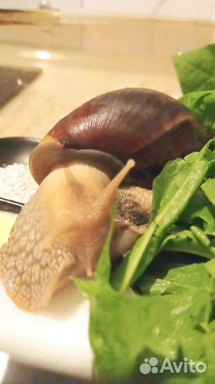 Улитка ахатина