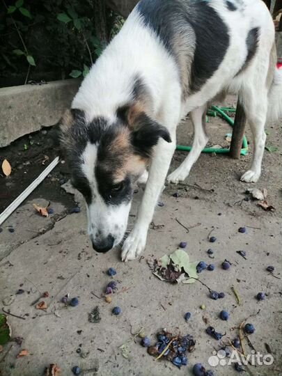 Девочка(метис австралийской овчарки) в добрые руки