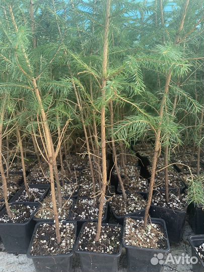 Ель обыкновенная