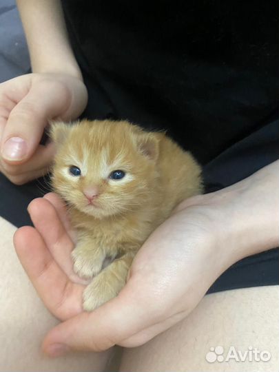 Кошка в дар бесплатно