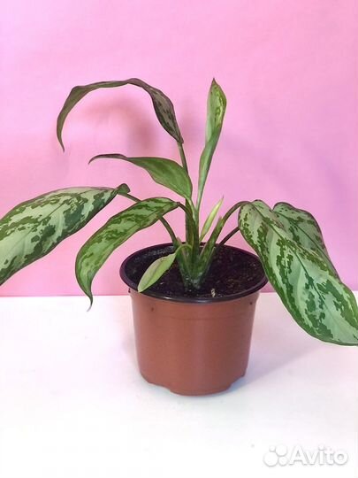 Аглаонема Серебряная королева