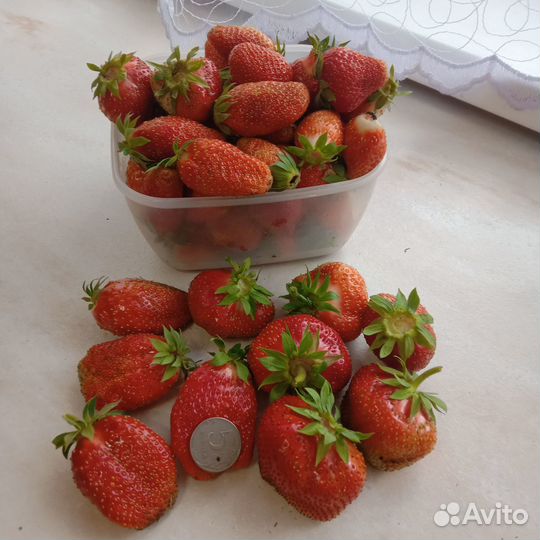 Рассада клубники