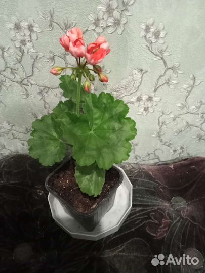 Пеларгония герань