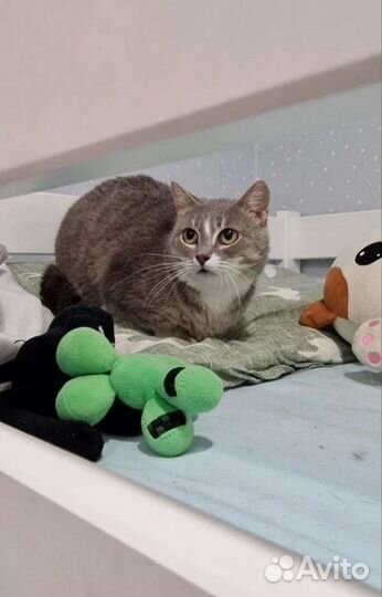 Очень тихая кошка