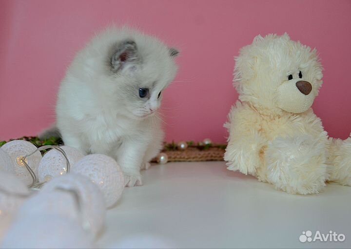 Девочка шоу класса в разведение