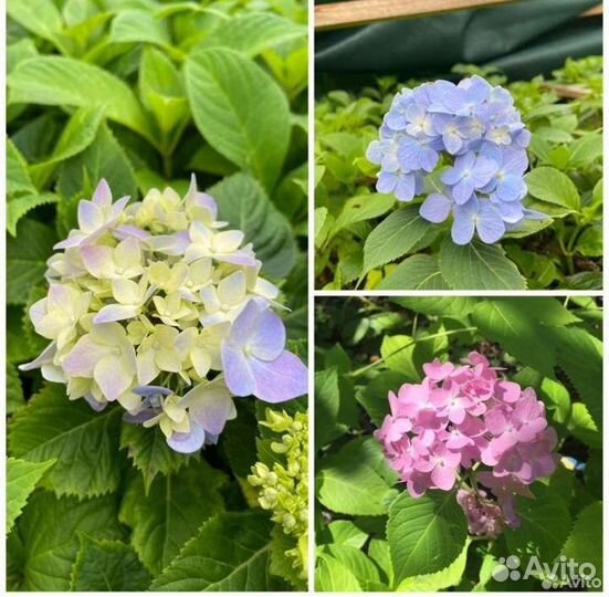 Гортензия крупнолистная саженцы