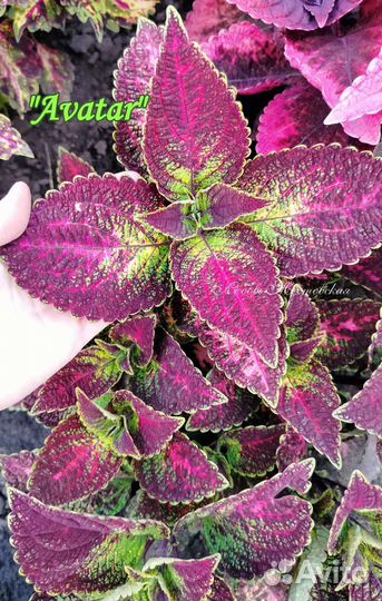 Колеусы вегетативные