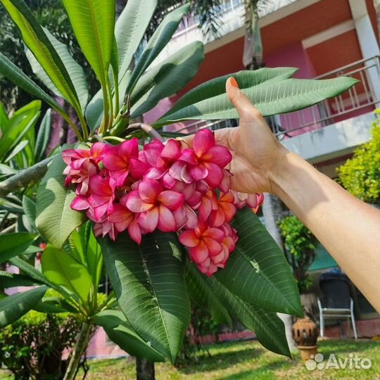Черенки закончились