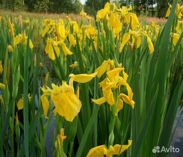 Цветы многолетние: пионы, георгины, клематис и др