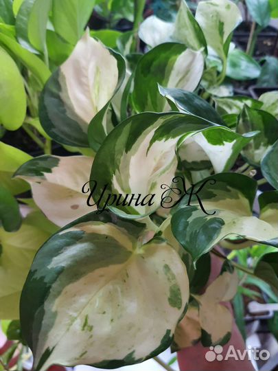 Сортовые Эпипремнумы