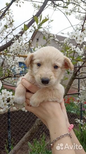 Щенки в добрые руки