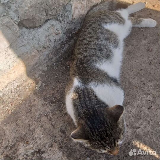 Злые люди выкинули кота