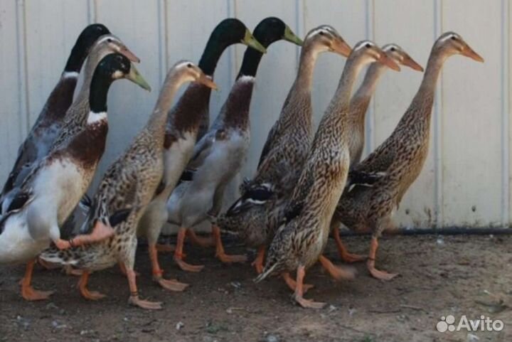 Петух в подарок. Агидель. Адлеровские т.д