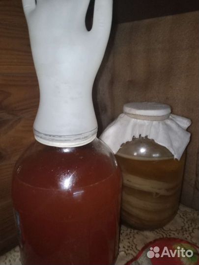 Винный гриб - Зооглея