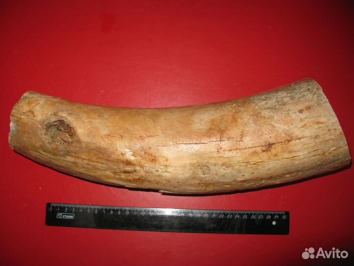 Бивень мамонта, 4 кг цена за весь кусок