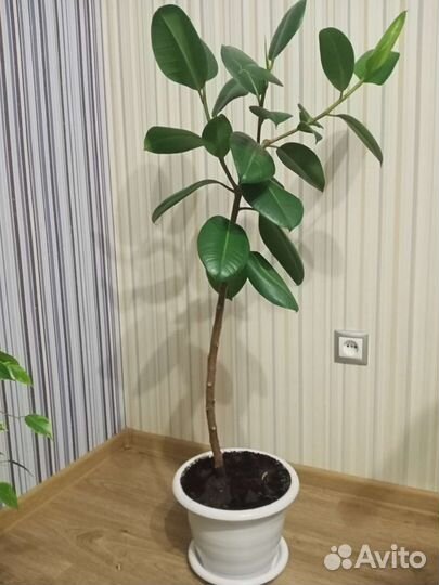Продам растение Фикус