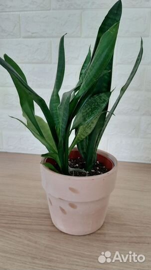 Сансевиерия (щучий хвост)