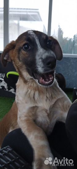 Щеночки в добрые руки