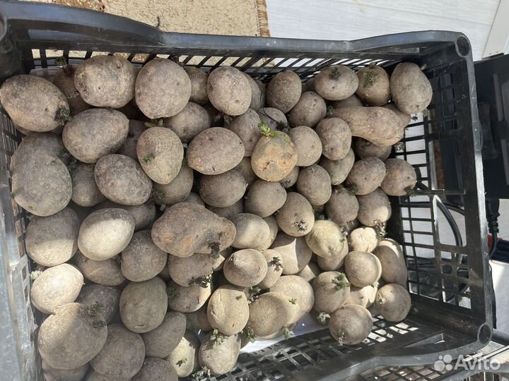 Картофель напосадку