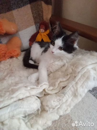 Котенок в добрые руки