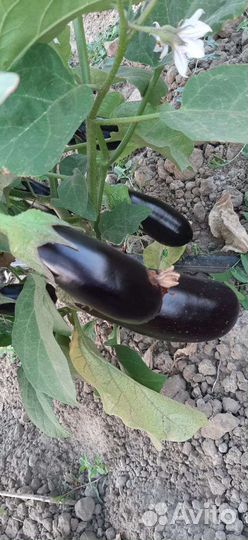 Баклажан оптом