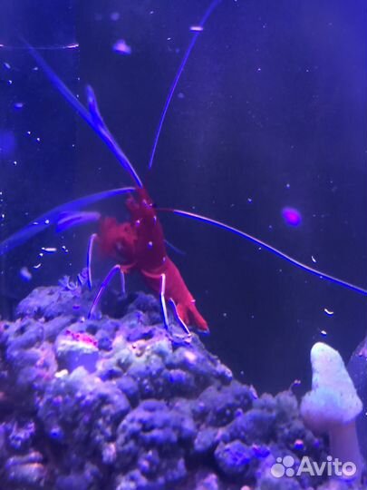 Морская креветка Доктор кардинал