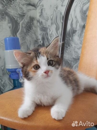 Кошка в дар бесплатно