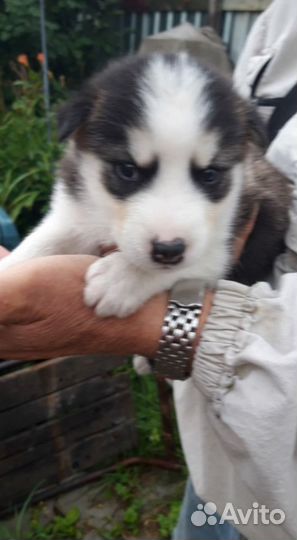 Хасята(щенки)