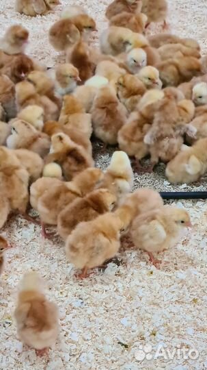 Цыплята цветной бройлер