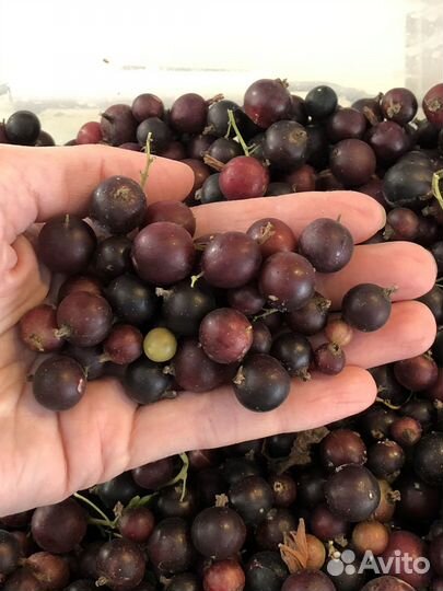 Смородина замороженная